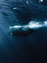 Primesurf Mauritius Whale Watch Snorkeling