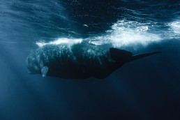 Primesurf Mauritius Whale Watch Snorkeling